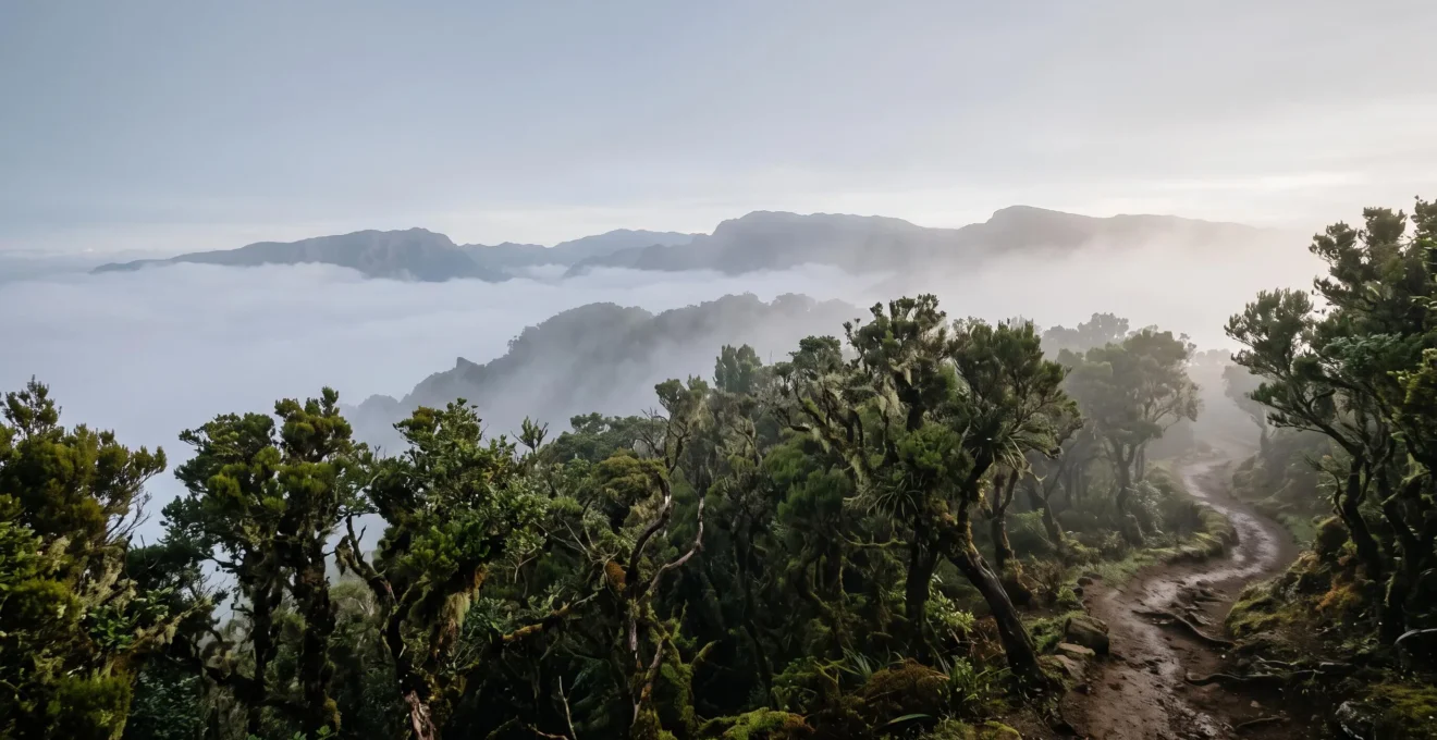 Wide view of an ancient mist-covered laurel forest canopy in the Canary Islands at dawn, illustrating a ten-million-year-old relict ecosystem.